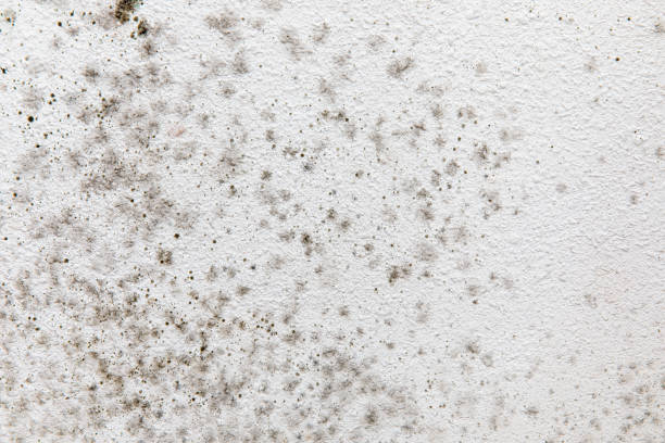  North Rock Springs, WY Mold Removal Pros