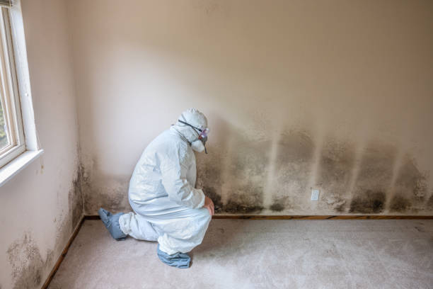 Professional Mold Removal in North Rock Springs, WY