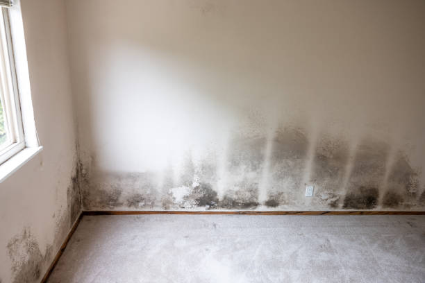 Best Crawl Space Mold Remediation  in North Rock Springs, WY