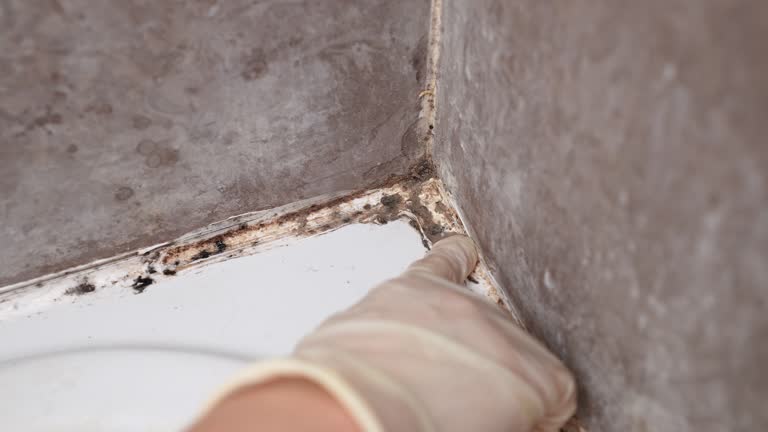 Best Mold Remediation for Healthcare Facilities  in North Rock Springs, WY